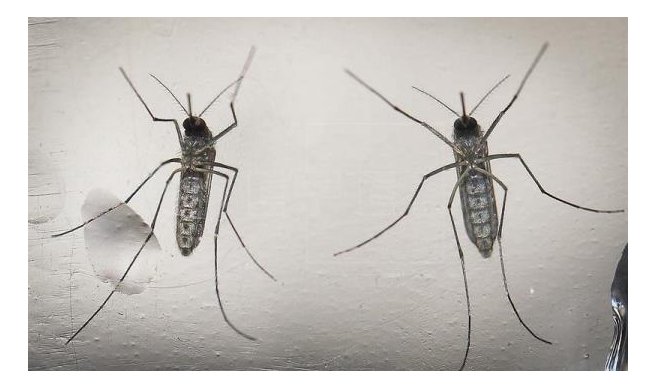 두번째 임산부 지카바이러스 확진