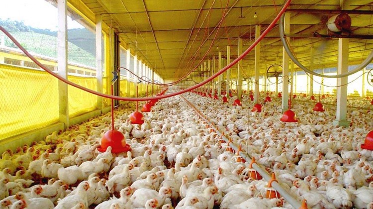 양계관련 수출 급성장