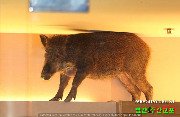 Hong Kong Wild Boar in Mall