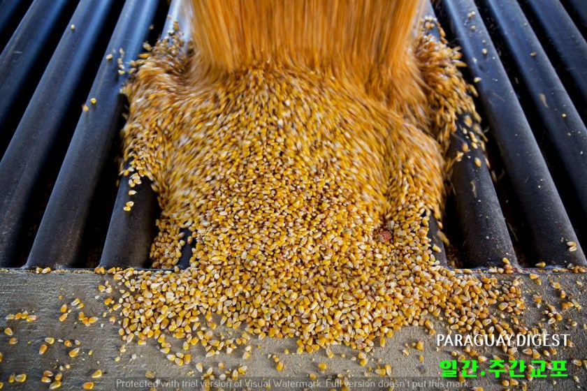 옥수수 국제곡물시장 가격 올라