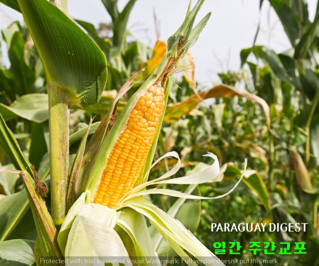 대브라질교역 성장할까