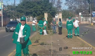 아순시온 가로수 100그루 식목