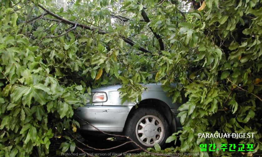 운전중 나무 훼손하면 벌금 170만과라니
