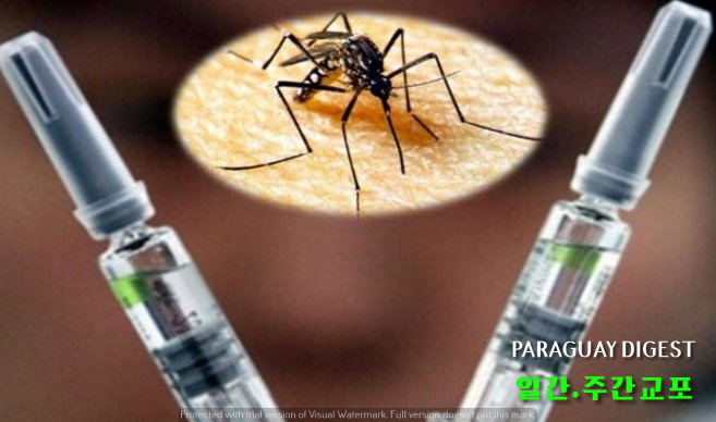 뎅게 백신 승인.jpg