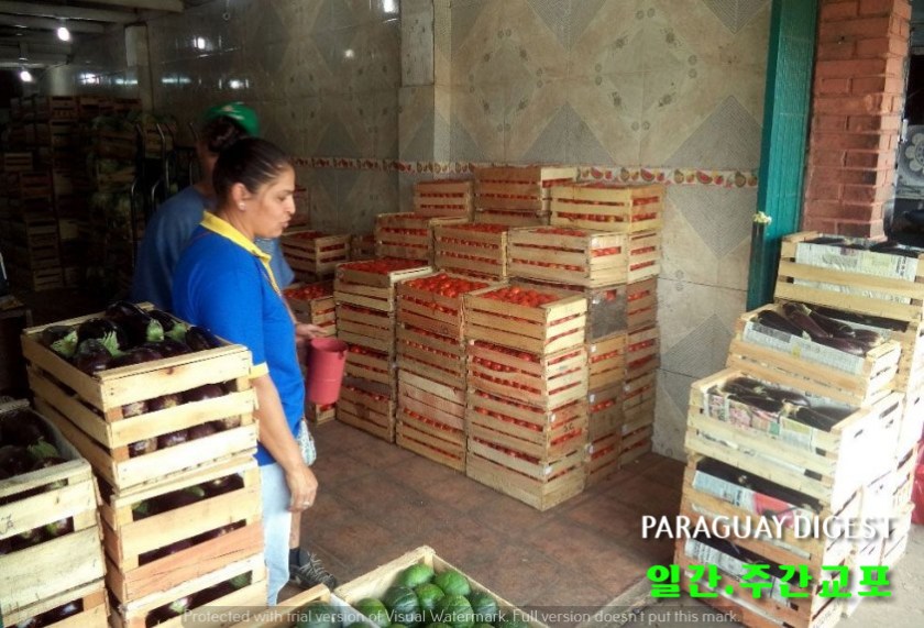 야채값 폭락.jpg