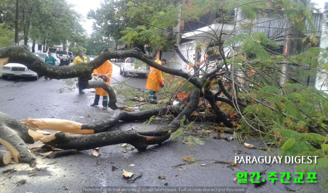 폭풍에 흉기로 돌변하는 가로수.jpg