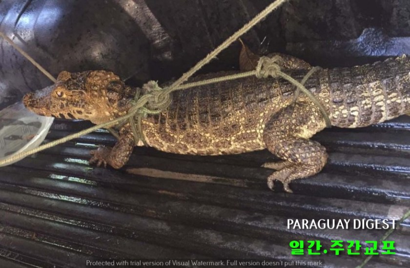 4시장에 악어가.jpg