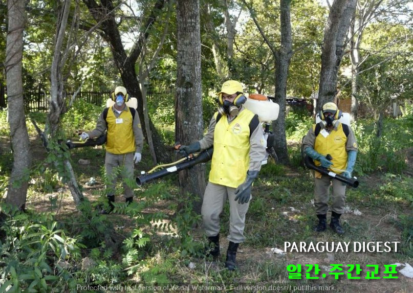 지카 바이러스 2배 늘어.jpg