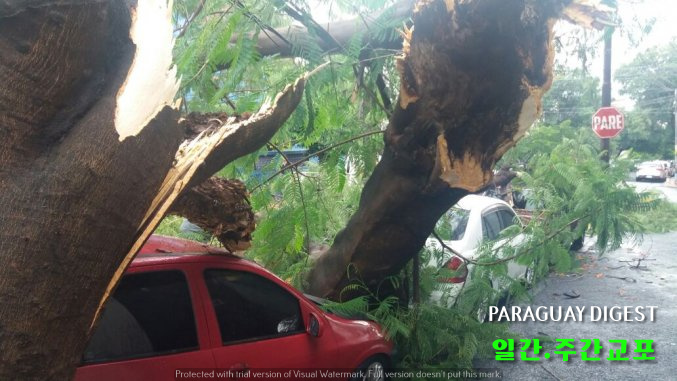 차를 덮친 나무들.jpg