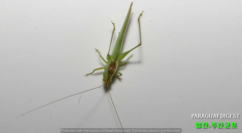 %ec%95%84%ec%88%9c%ec%8b%9c%ec%98%a8%ec%97%90-%eb%a9%94%eb%9a%9c%ea%b8%b0%eb%96%bc-%ec%b6%9c%ed%98%84