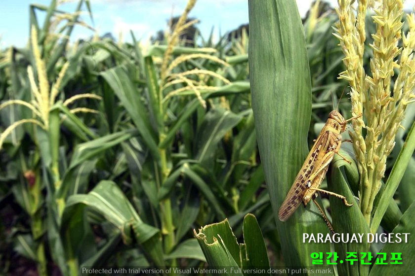 차코지방에 메뚜기떼 출현.jpg