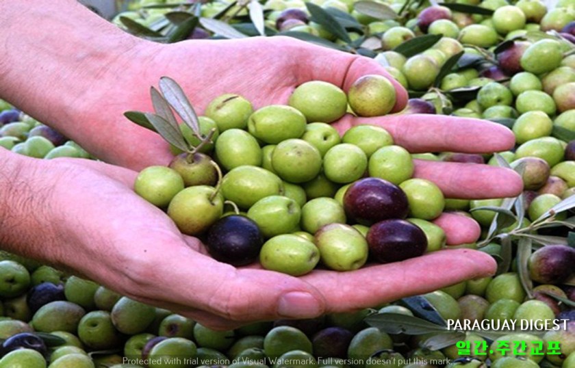 파라과이산 올리브 오일 나온다.jpg