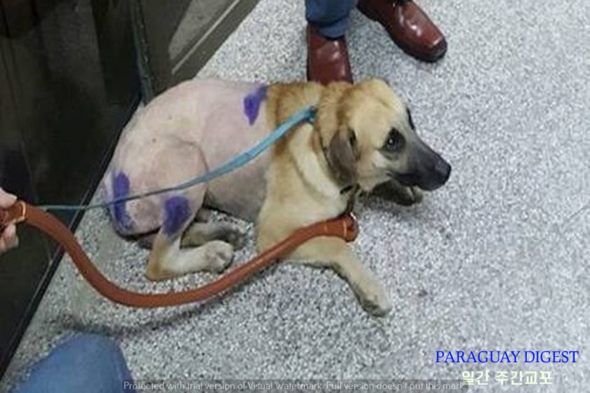 개고기 문제 삼을듯