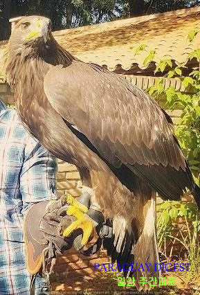 공항지키미 독수리