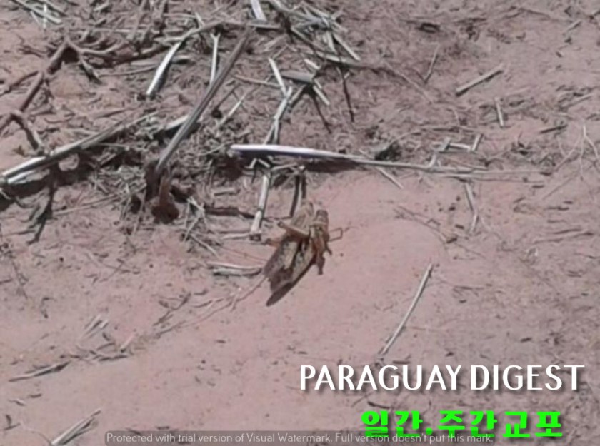 %ec%95%8c%ed%86%a0%ed%8c%8c%eb%9d%bc%ea%b3%bc%ec%9d%b4-%eb%b3%b4%ea%bb%98%eb%a1%a0-%ed%99%a9%ec%b6%a9%ec%9d%b4%eb%a1%9c-%eb%b9%84%ec%83%81%ec%84%a0%ed%8f%ac