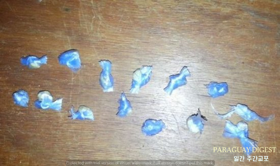 학교내 마약 유행