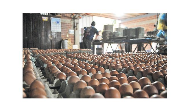 아르헨티나 산 계란 밀수