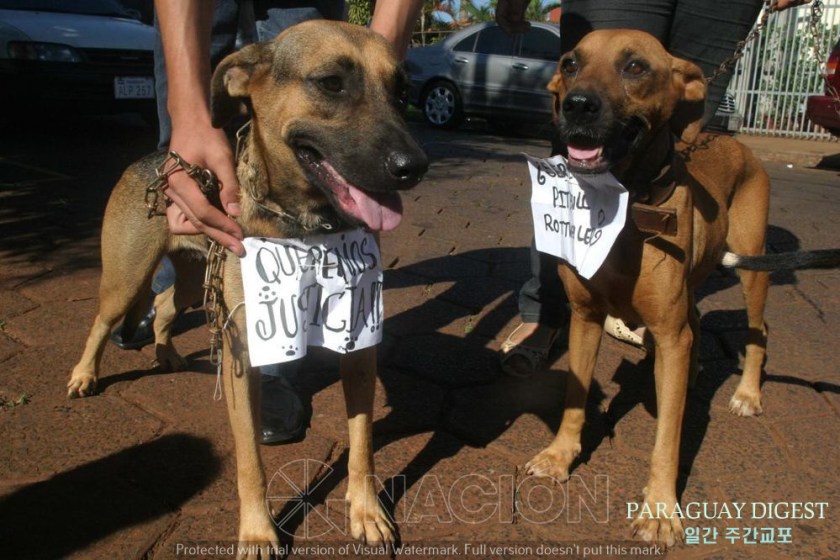 동물죽이면 징역.jpeg