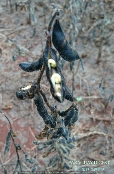 갖은 강우로 대두 수확 악화.jpg