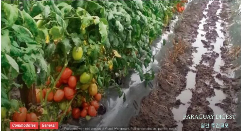 잦은 비로 토마토 가격 상승.jpg